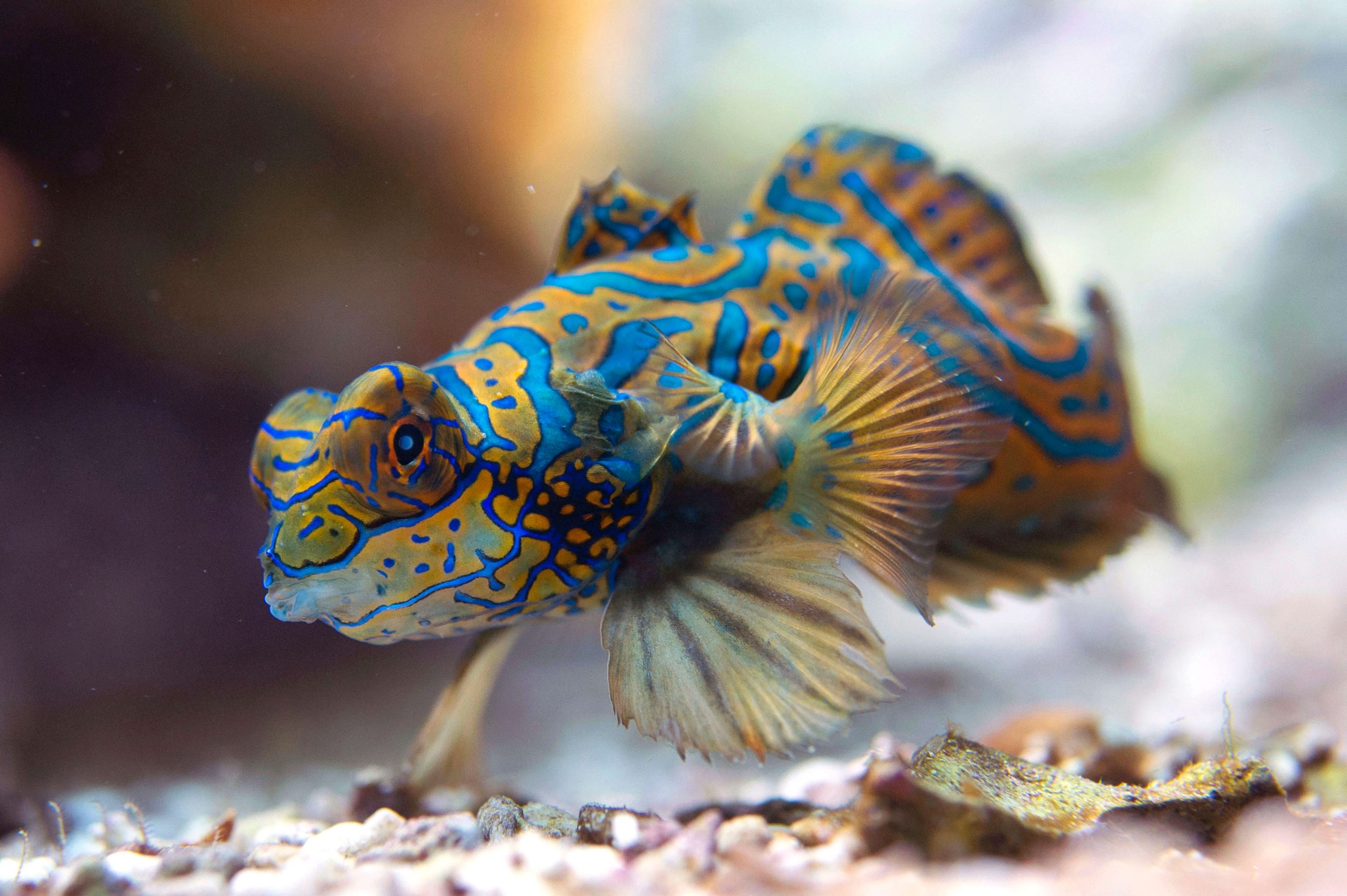 Mandarinfish with brilliant blue skin and vivid orange stripes