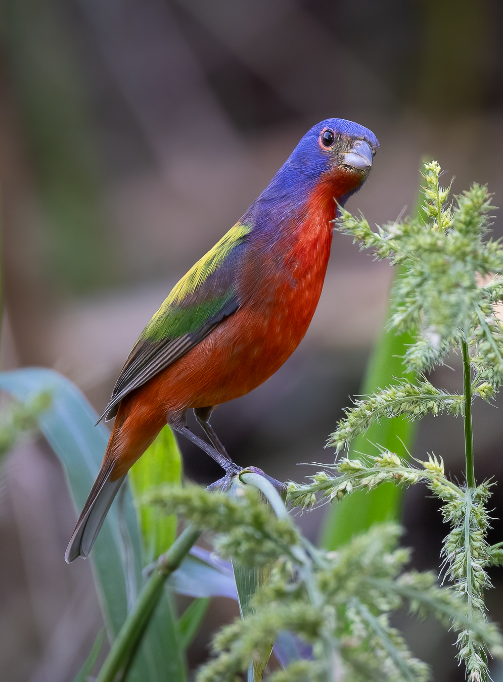 Male painted bunting with a blue head, green back, and red underparts—the colors of an A minor chord