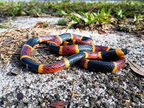 Eastern coral snake with red and yellow rings separated by black bands