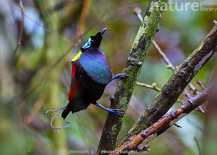 Male Wilson's bird-of-paradise showing a yellow nape, emerald-green breast shield, violet-lilac breast edge and violet curled tail wires in one photograph